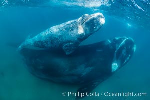 Southern right whale mother and calf underwater, Eubalaena australis, Argentina, Eubalaena australis, Puerto Piramides, Chubut