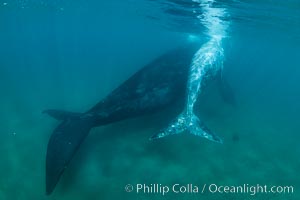 Southern right whale mother and calf underwater, Eubalaena australis, Argentina, Puerto Piramides, Chubut