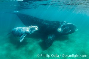 Southern right whale mother and calf underwater, Eubalaena australis, Argentina, Puerto Piramides, Chubut