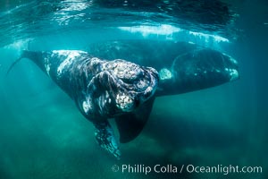 Southern right whale mother and calf underwater, Eubalaena australis, Argentina, Puerto Piramides, Chubut