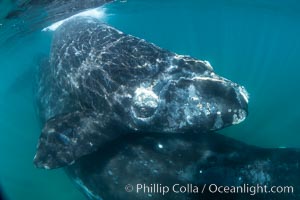 Southern right whale mother and calf underwater, Eubalaena australis, Argentina, Puerto Piramides, Chubut