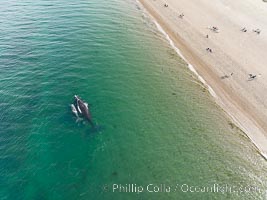 Southern right whales very close to shore, people watching from the beach, aerial photo, Playa El Doradillo, Patagonia, Argentina, Eubalaena australis, Puerto Piramides, Chubut