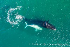 Southern right whale mother and calf in shallow water, aerial photo, Patagonia, Argentina. Puerto Piramides, Chubut, Eubalaena australis, natural history stock photograph, photo id 35958