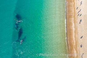 Southern right whales very close to shore, people watching from the beach, aerial photo, Patagonia, Argentina