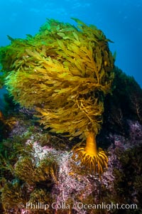 Southern sea palm, Eisenia arborea, Guadalupe Island (Isla Guadalupe)