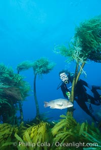 Diver and sheephead amidst giant palm kelp. Southern sea palm.