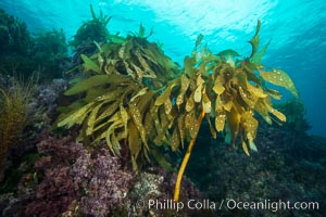 Southern sea palm, palm kelp, underwater, San Clemente Island, Eisenia arborea
