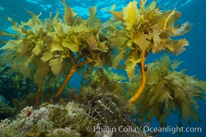 Southern sea palm, palm kelp, underwater, San Clemente Island. California, USA, Eisenia arborea, natural history stock photograph, photo id 30917