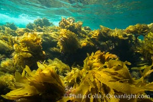 Southern sea palm, palm kelp, underwater, San Clemente Island, Eisenia arborea