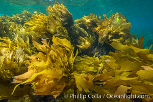 Southern sea palm, palm kelp, underwater, San Clemente Island, Eisenia arborea