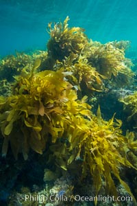 Southern sea palm, palm kelp, underwater, San Clemente Island, Eisenia arborea