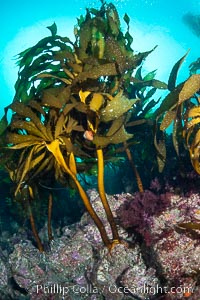 Southern sea palm, palm kelp, underwater, San Clemente Island, Eisenia arborea