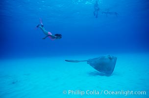 Southern stingray, Dasyatis americana