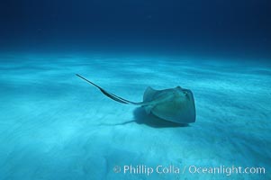 Southern stingray, Dasyatis americana