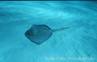 Southern stingray, Dasyatis americana