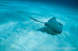 Southern stingray, Dasyatis americana