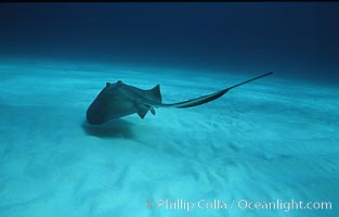 Southern stingray, Dasyatis americana