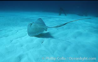 Southern stingray, Dasyatis americana