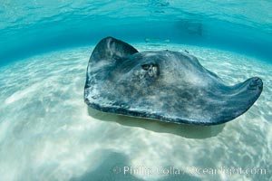 Southern Stingray, Stingray City, Grand Cayman Island, Dasyatis americana