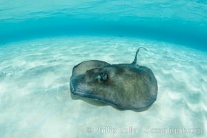 Southern Stingray, Stingray City, Grand Cayman Island, Dasyatis americana