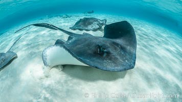 Southern Stingray, Stingray City, Grand Cayman Island, Dasyatis americana