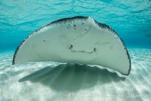 Southern Stingray, Stingray City, Grand Cayman Island, Dasyatis americana