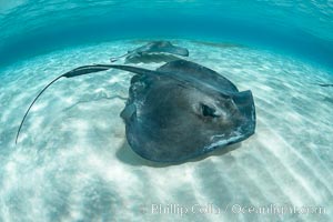 Southern Stingray, Stingray City, Grand Cayman Island, Dasyatis americana