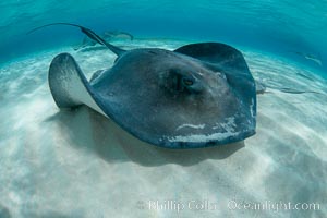 Southern Stingray, Stingray City, Grand Cayman Island, Dasyatis americana