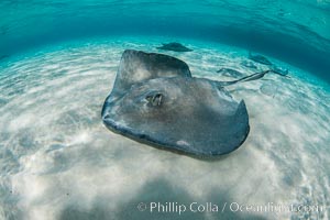 Southern Stingray, Stingray City, Grand Cayman Island, Dasyatis americana