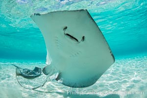 Southern Stingray, Stingray City, Grand Cayman Island, Dasyatis americana