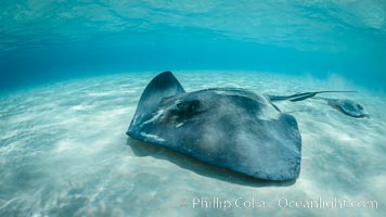 Southern Stingray, Stingray City, Grand Cayman Island, Dasyatis americana