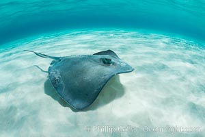 Southern Stingray, Stingray City, Grand Cayman Island, Dasyatis americana