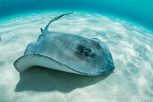 Southern Stingray, Stingray City, Grand Cayman Island, Dasyatis americana