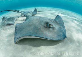 Southern Stingray, Stingray City, Grand Cayman Island, Dasyatis americana