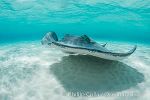 Southern Stingray, Stingray City, Grand Cayman Island, Dasyatis americana