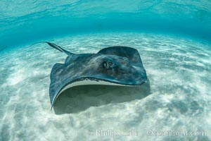 Southern Stingray, Stingray City, Grand Cayman Island, Dasyatis americana