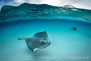 Southern Stingray, Stingray City, Grand Cayman Island, Dasyatis americana