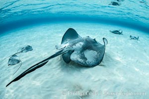 Southern Stingray, Stingray City, Grand Cayman Island, Dasyatis americana