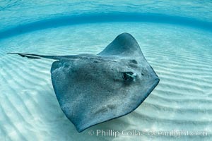 Southern Stingray, Stingray City, Grand Cayman Island, Dasyatis americana