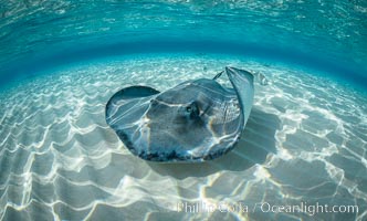 Southern Stingray, Stingray City, Grand Cayman Island, Dasyatis americana