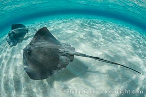 Southern Stingray, Stingray City, Grand Cayman Island, Dasyatis americana