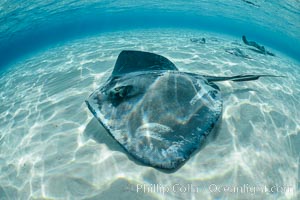 Southern Stingray, Stingray City, Grand Cayman Island, Dasyatis americana