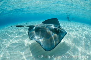 Southern Stingray, Stingray City, Grand Cayman Island, Dasyatis americana