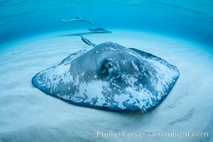 Southern Stingray, Stingray City, Grand Cayman Island, Dasyatis americana