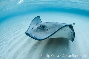 Southern Stingray, Stingray City, Grand Cayman Island, Dasyatis americana