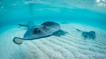 Southern Stingray, Stingray City, Grand Cayman Island, Dasyatis americana