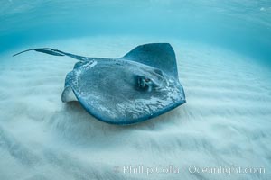 Southern Stingray, Stingray City, Grand Cayman Island, Dasyatis americana