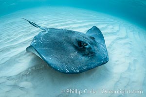 Southern Stingray, Stingray City, Grand Cayman Island, Dasyatis americana