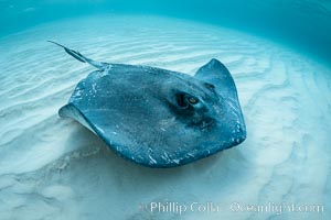 Southern Stingray, Stingray City, Grand Cayman Island, Dasyatis americana