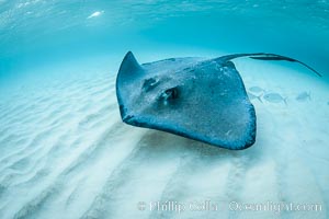 Southern Stingray, Stingray City, Grand Cayman Island, Dasyatis americana